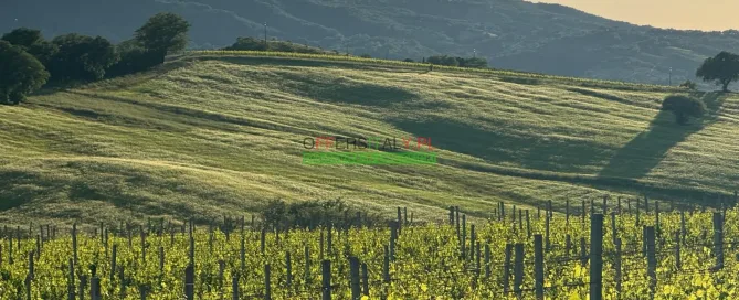 WhatsApp Image 2025 05 24 at 08.23.33 4