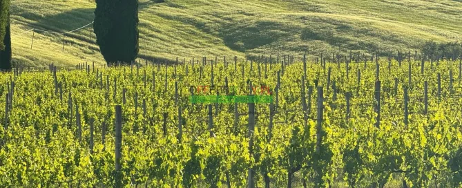 WhatsApp Image 2025 05 24 at 08.23.33 5