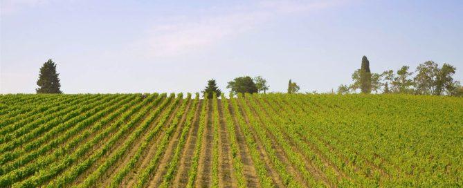 Vineyard Tuscany
